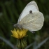 Large White - Pieris brassicae | Fotografijos autorius : Žilvinas Pūtys | © Macronature.eu | Macro photography web site