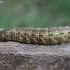 Large Yellow Underwing - Noctua pronuba, caterpillar | Fotografijos autorius : Vytautas Gluoksnis | © Macronature.eu | Macro photography web site
