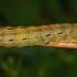 Large Yellow Underwing - Noctua pronuba, caterpillar | Fotografijos autorius : Gintautas Steiblys | © Macronature.eu | Macro photography web site