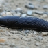 Large black slug - Arion ater | Fotografijos autorius : Gintautas Steiblys | © Macronature.eu | Macro photography web site