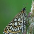 Large chequered skipper - Heteropterus morpheus  | Fotografijos autorius : Gintautas Steiblys | © Macronature.eu | Macro photography web site