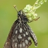 Viksvinė hesperija - Heteropterus morpheus | Fotografijos autorius : Darius Baužys | © Macronature.eu | Macro photography web site