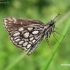 Viksvinė hesperija - Heteropterus morpheus | Fotografijos autorius : Deividas Makavičius | © Macronature.eu | Macro photography web site