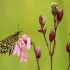 Large chequered skipper - Heteropterus morpheus | Fotografijos autorius : Vidas Brazauskas | © Macronature.eu | Macro photography web site