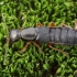 Large rove beetle - Ocypus brunnipes | Fotografijos autorius : Romas Ferenca | © Macronature.eu | Macro photography web site