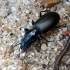 Large-headed ground beetle - Broscus cephalotes | Fotografijos autorius : Vitalii Alekseev | © Macronature.eu | Macro photography web site