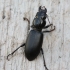 Large-headed ground beetle - Broscus cephalotes | Fotografijos autorius : Vytautas Gluoksnis | © Macronature.eu | Macro photography web site