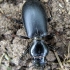 Large-headed ground beetle - Broscus cephalotes | Fotografijos autorius : Algirdas Vilkas | © Macrogamta.lt | Šis tinklapis priklauso bendruomenei kuri domisi makro fotografija ir fotografuoja gyvąjį makro pasaulį.