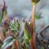 Large-leaved lupine - Lupinus polyphyllus | Fotografijos autorius : Oskaras Venckus | © Macronature.eu | Macro photography web site