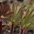 Large-leaved lupines - Lupinus polyphyllus | Fotografijos autorius : Gintautas Steiblys | © Macronature.eu | Macro photography web site