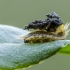 Žaliojo skydinuko lerva | Cassida cf. viridis | Fotografijos autorius : Darius Baužys | © Macronature.eu | Macro photography web site