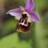 Late spider-orchid - Ophrys fuciflora | Fotografijos autorius : Gintautas Steiblys | © Macronature.eu | Macro photography web site