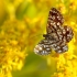 Latticed Heath - Chiasmia clathrata | Fotografijos autorius : Vidas Brazauskas | © Macronature.eu | Macro photography web site