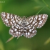 Latticed heath - Chiasmia [=Semiothisa] clathrata | Fotografijos autorius : Gediminas Gražulevičius | © Macronature.eu | Macro photography web site