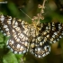 Latticed heath - Chiasmia clathrata | Fotografijos autorius : Oskaras Venckus | © Macronature.eu | Macro photography web site