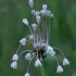 Laukinis česnakas - Allium oleraceum | Fotografijos autorius : Romas Ferenca | © Macrogamta.lt | Šis tinklapis priklauso bendruomenei kuri domisi makro fotografija ir fotografuoja gyvąjį makro pasaulį.