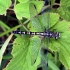 Žnyplinis laumžirgis - Onychogomphus forcipatus, patelė | Fotografijos autorius : Algirdas Vilkas | © Macrogamta.lt | Šis tinklapis priklauso bendruomenei kuri domisi makro fotografija ir fotografuoja gyvąjį makro pasaulį.