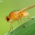 Lauxaniid Fly - Lauxaniidae  | Fotografijos autorius : Gintautas Steiblys | © Macronature.eu | Macro photography web site