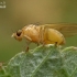 Lauxaniid Fly - Lauxaniidae | Fotografijos autorius : Gintautas Steiblys | © Macronature.eu | Macro photography web site