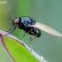 Lauxaniid fly - Calliopum sp. | Fotografijos autorius : Romas Ferenca | © Macronature.eu | Macro photography web site