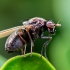 Lauxaniid fly - Calliopum sp. | Fotografijos autorius : Oskaras Venckus | © Macronature.eu | Macro photography web site