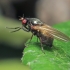 Lauxaniid fly - Calliopum sp. | Fotografijos autorius : Gintautas Steiblys | © Macronature.eu | Macro photography web site