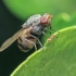 Lauxaniid fly - Minettia fasciata | Fotografijos autorius : Gintautas Steiblys | © Macronature.eu | Macro photography web site