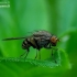 Lauxaniid fly - Minettia fasciata | Fotografijos autorius : Romas Ferenca | © Macronature.eu | Macro photography web site