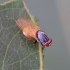 Lauxaniid fly - Minettia lupulina | Fotografijos autorius : Romas Ferenca | © Macronature.eu | Macro photography web site