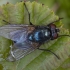 Lavonmusė - Melinda gentilis ♀ | Fotografijos autorius : Žilvinas Pūtys | © Macrogamta.lt | Šis tinklapis priklauso bendruomenei kuri domisi makro fotografija ir fotografuoja gyvąjį makro pasaulį.