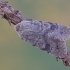 Drebulinis ankstyvasis pelėdgalvis - Orthosia populeti | Fotografijos autorius : Arūnas Eismantas | © Macronature.eu | Macro photography web site