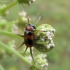 Leaf Beetle - Coptocephala unifasciata | Fotografijos autorius : Vitalii Alekseev | © Macronature.eu | Macro photography web site