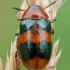 Leaf Beetle - Coptocephala unifasciata | Fotografijos autorius : Žilvinas Pūtys | © Macronature.eu | Macro photography web site