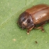 Leaf Beetle - Gonioctena pallida | Fotografijos autorius : Gintautas Steiblys | © Macronature.eu | Macro photography web site