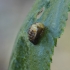 Leaf Beetle - Plagiosterna aenea, pupa | Fotografijos autorius : Giedrius Markevičius | © Macrogamta.lt | Šis tinklapis priklauso bendruomenei kuri domisi makro fotografija ir fotografuoja gyvąjį makro pasaulį.