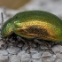 Leaf Beetle - Plagiosterna aenea | Fotografijos autorius : Žilvinas Pūtys | © Macronature.eu | Macro photography web site