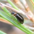 Leaf beetle - Calomicrus pinicola ♀ | Fotografijos autorius : Romas Ferenca | © Macronature.eu | Macro photography web site