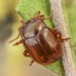 Brown leaf beetle - Chrysolina staphylea  | Fotografijos autorius : Kazimieras Martinaitis | © Macronature.eu | Macro photography web site