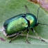 Pot Beetle - Cryptocephalus sp. | Fotografijos autorius : Kazimieras Martinaitis | © Macronature.eu | Macro photography web site