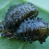 Leaf beetle - Galerucella grisescens, pupa | Fotografijos autorius : Žilvinas Pūtys | © Macronature.eu | Macro photography web site