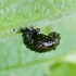 Leaf beetle - Galerucella grisescens, pupa | Fotografijos autorius : Romas Ferenca | © Macronature.eu | Macro photography web site