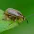 Leaf beetle - Galerucella grisescens | Fotografijos autorius : Romas Ferenca | © Macronature.eu | Macro photography web site