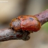 Leaf beetle - Gonioctena quinqepunctata | Fotografijos autorius : Romas Ferenca | © Macronature.eu | Macro photography web site