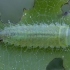 Leaf beetle - Gonioctena quinquepunctata, larva | Fotografijos autorius : Žilvinas Pūtys | © Macronature.eu | Macro photography web site