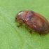 Penkiataškis dygliablauzdis - Gonioctena quinquepunctata | Fotografijos autorius : Gintautas Steiblys | © Macronature.eu | Macro photography web site