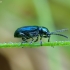 Leaf beetle - Oulema obscura | Fotografijos autorius : Romas Ferenca | © Macronature.eu | Macro photography web site