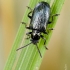 Leaf beetle - Oulema obscura | Fotografijos autorius : Darius Baužys | © Macronature.eu | Macro photography web site