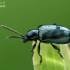 Leaf beetle - Oulema obscura | Fotografijos autorius : Gintautas Steiblys | © Macronature.eu | Macro photography web site