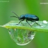 Leaf beetle - Oulema obscura | Fotografijos autorius : Romas Ferenca | © Macronature.eu | Macro photography web site