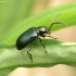 Leaf beetle - Oulema septentrionis ♂ | Fotografijos autorius : Romas Ferenca | © Macrogamta.lt | Šis tinklapis priklauso bendruomenei kuri domisi makro fotografija ir fotografuoja gyvąjį makro pasaulį.